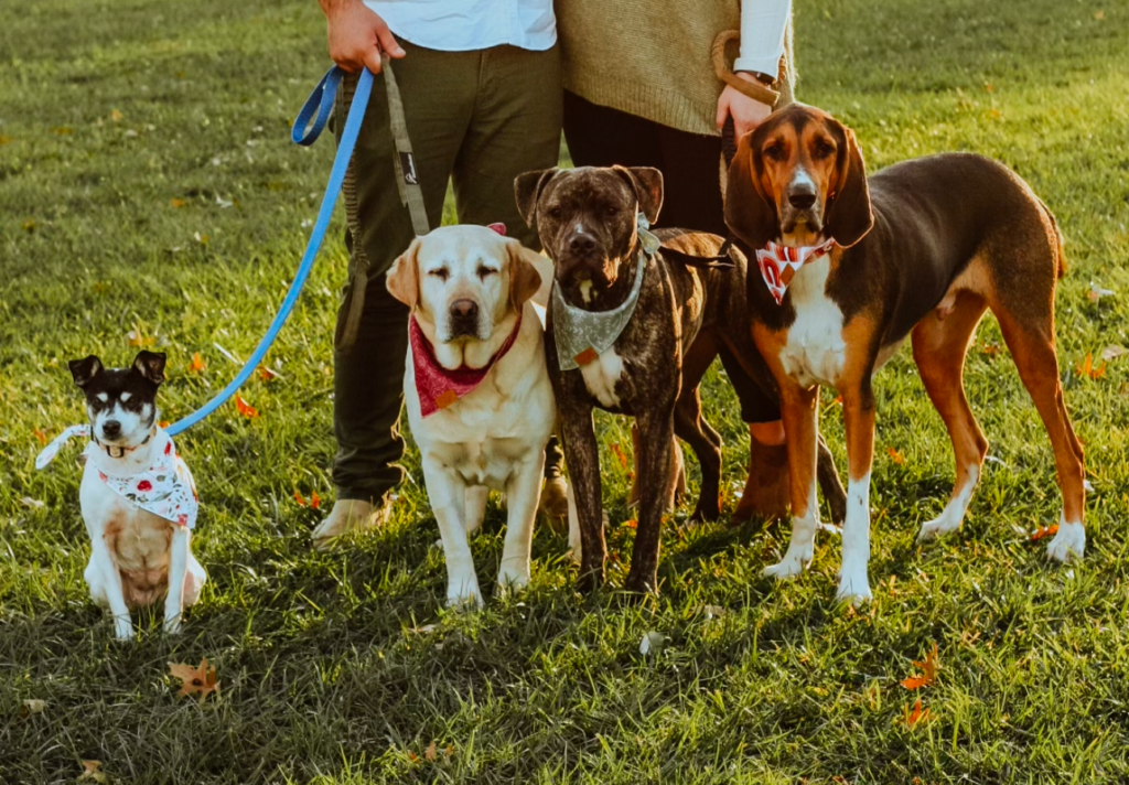 dog training in North Ridgeville, Avon, Avon Lake, North Olmsted, Elyria, Lorain, Amherst, Vermillion, Westlake, Bay Village, North Olmsted, Olmsted Falls, Lorain county and Cuyahoga county